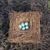 Bluebird nest