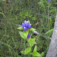 Bottle Gentian