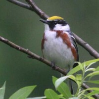Chestnut-sided Warbler
