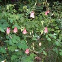 Columbine Flower