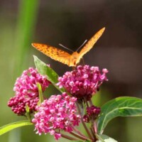 Great Spangled Fritillary Butterfly on a Swamp Milkweed