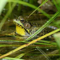 Green Frog