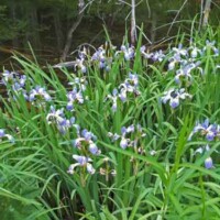 Larger Blue Flag Flower