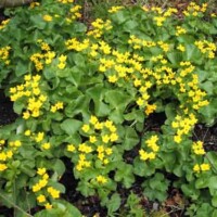 Marsh Marigold