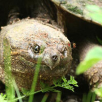 Mosquitos on snaping turtle