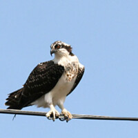Osprey