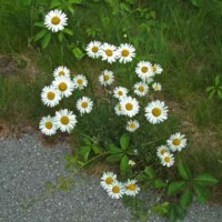 Ox-eye Daisy