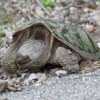 Snapping Turtle laying eggs along trail