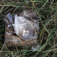 Tree Swallow nest
