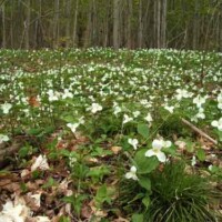 Trillium