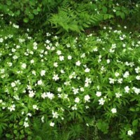 Wood Amemone Flower