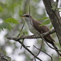 Yellow billed Cuckoo