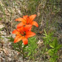 Day Lily