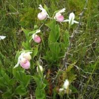 Showy Lady's Slipper