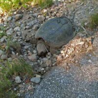 Snapping Turtle laying eggs next to the Trail